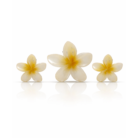Plumeria Flower Accessories